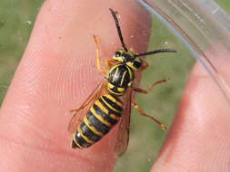 Image of Southern Yellowjacket