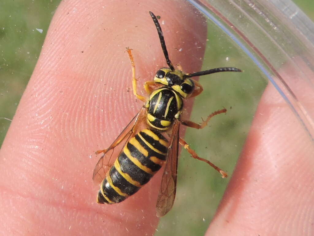 Vespula squamosa (Drury 1770) resmi