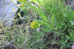 Image of Rocky Mountain goldenrod