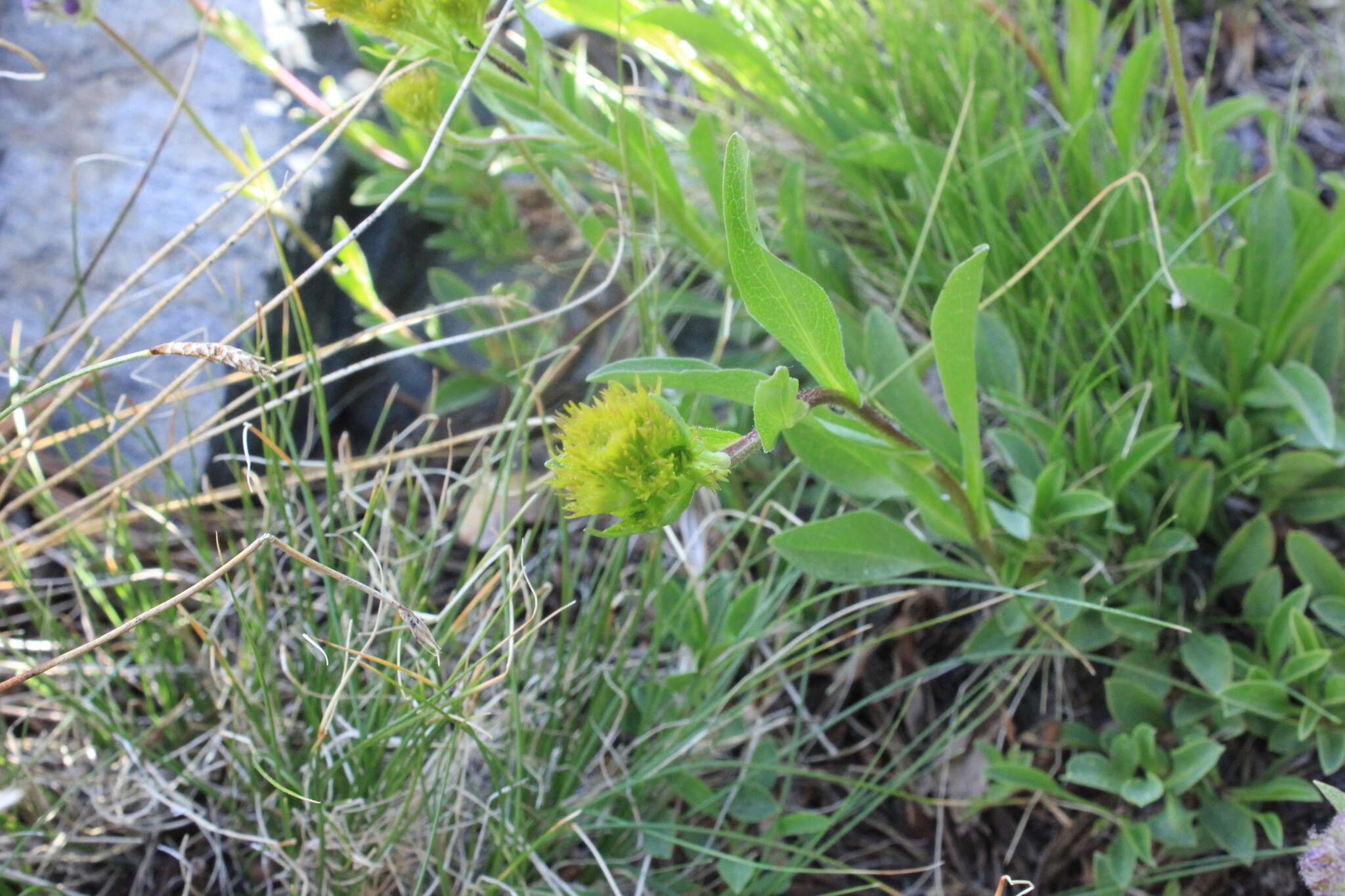 Image of Rocky Mountain goldenrod