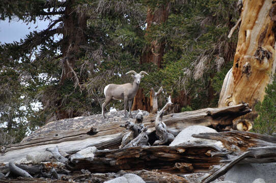 Image of Sierra Nevada bighorn sheep