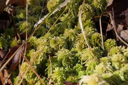 Imagem de Sphagnum recurvum Palisot de Beauvois 1805