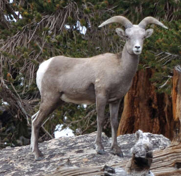 Image of Sierra Nevada bighorn sheep