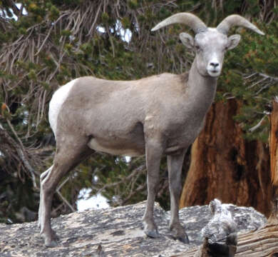 Image of Sierra Nevada bighorn sheep