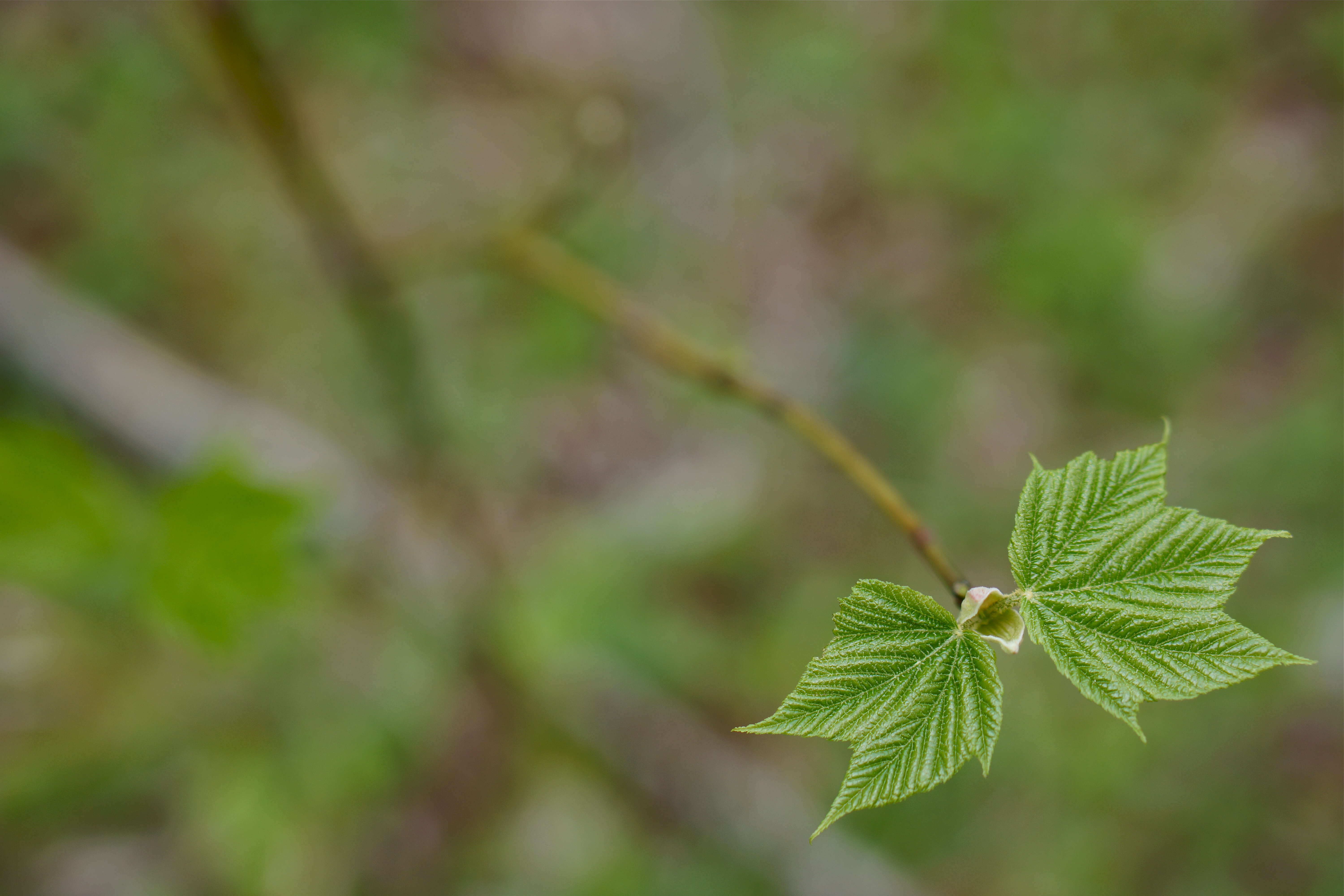 Image of Striped Maple