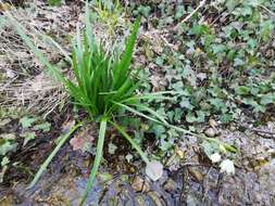 Image of Leucojum aestivum subsp. pulchellum (Salisb.) Malag. 1973