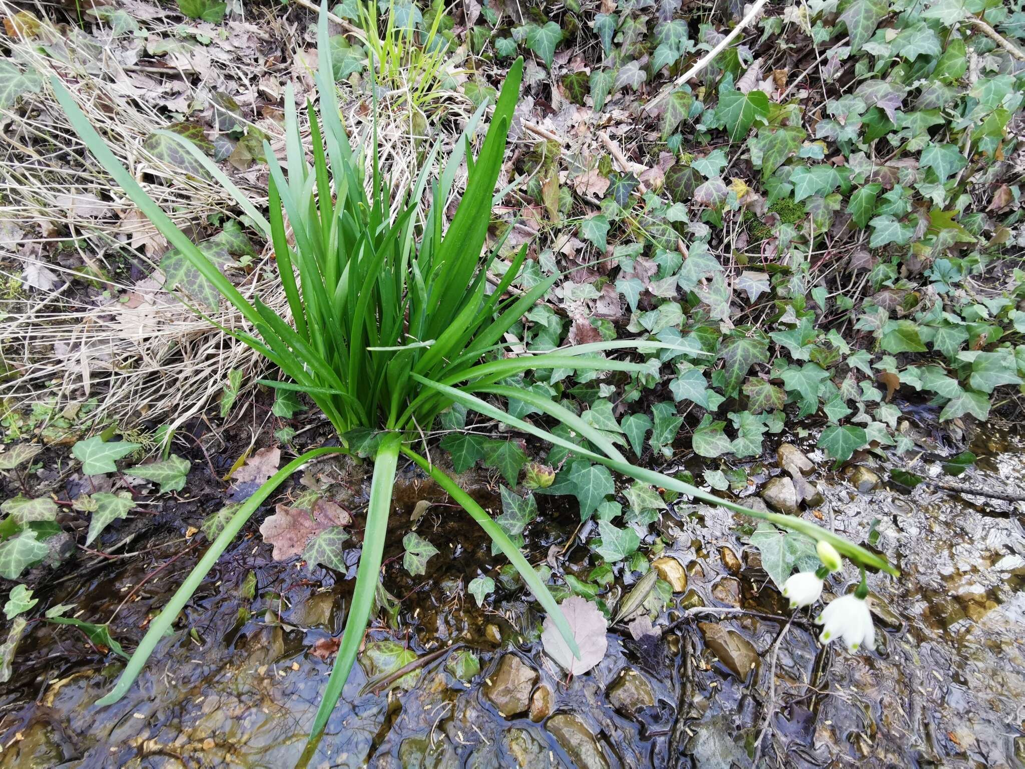 Image of Leucojum aestivum subsp. pulchellum (Salisb.) Malag. 1973