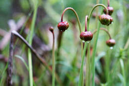 Image of Mountain Sweet Pitcherplant