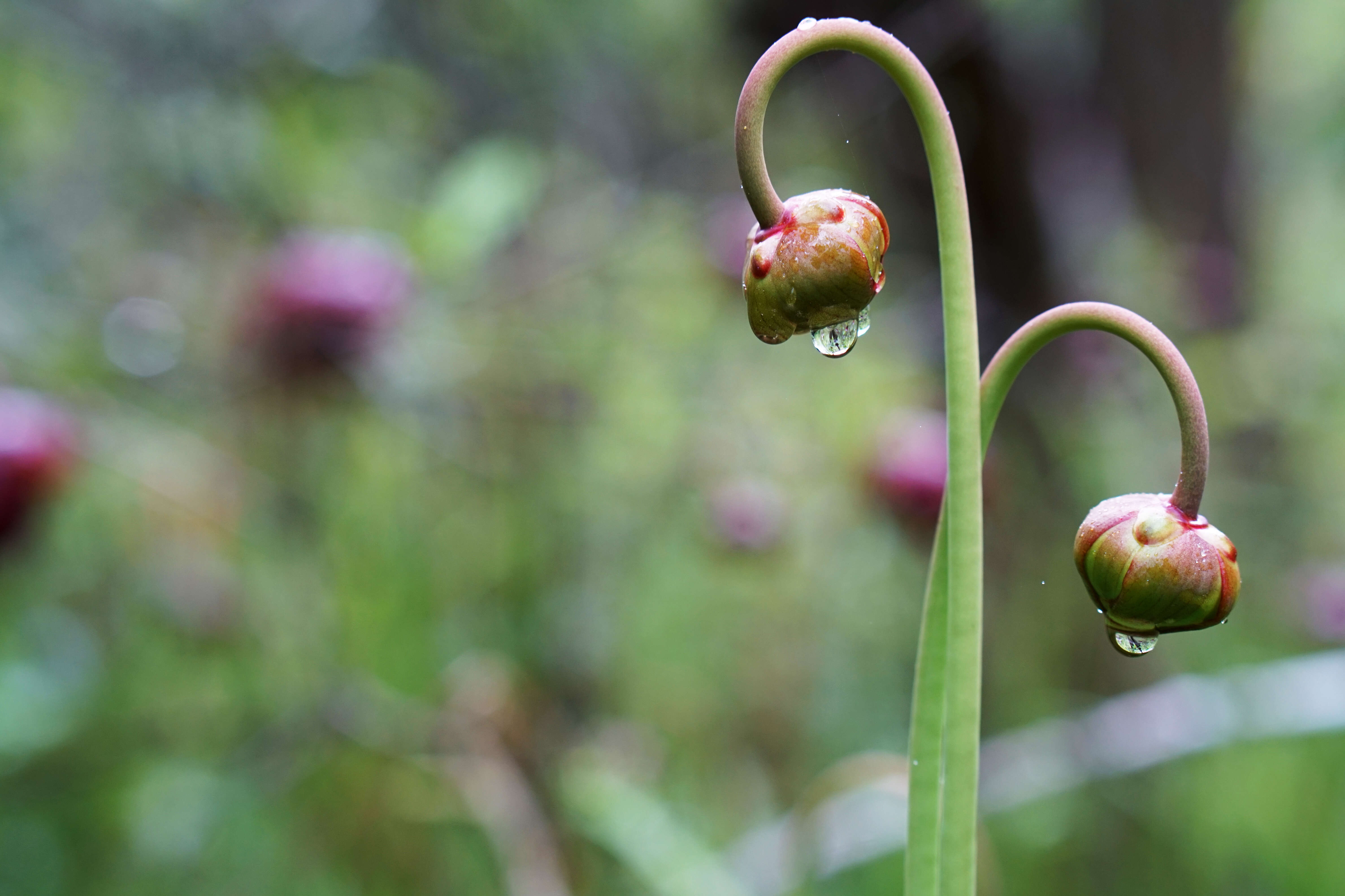 Image of Mountain Sweet Pitcherplant