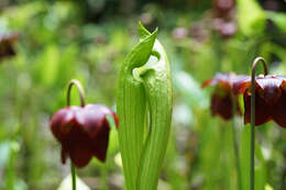 Image of Mountain Sweet Pitcherplant