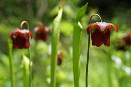 Image of Mountain Sweet Pitcherplant