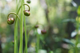 Image of Mountain Sweet Pitcherplant