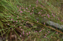 Слика од Jacksonia thesioides Benth.