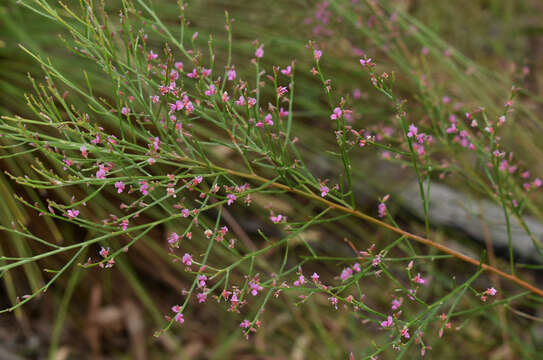 Image of Jacksonia thesioides Benth.