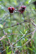 Image of Mountain Sweet Pitcherplant