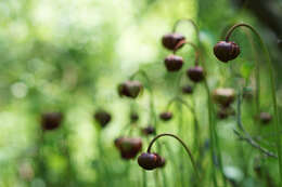 Image of Mountain Sweet Pitcherplant