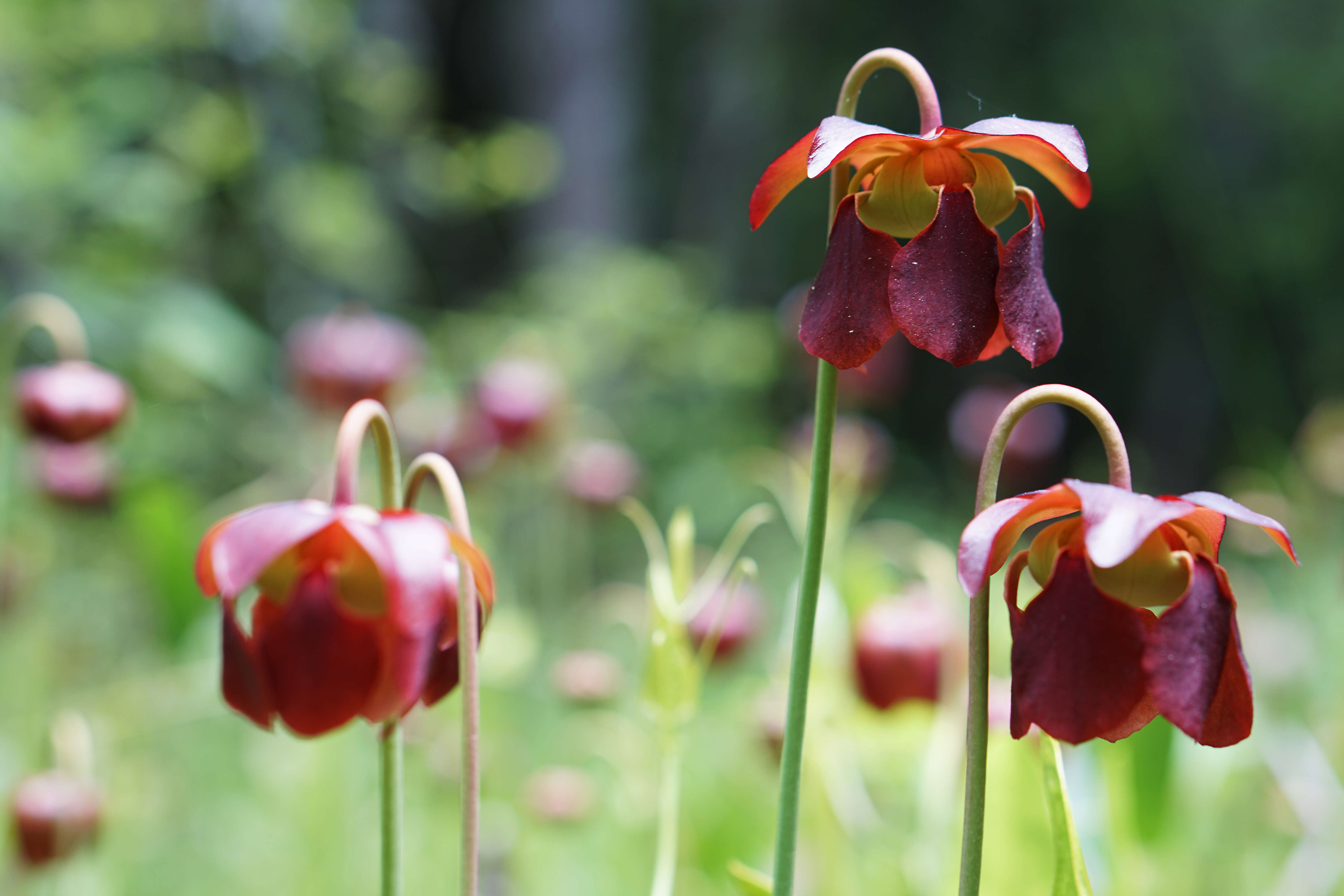 Image of Mountain Sweet Pitcherplant