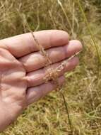 Image of Texas cottontop