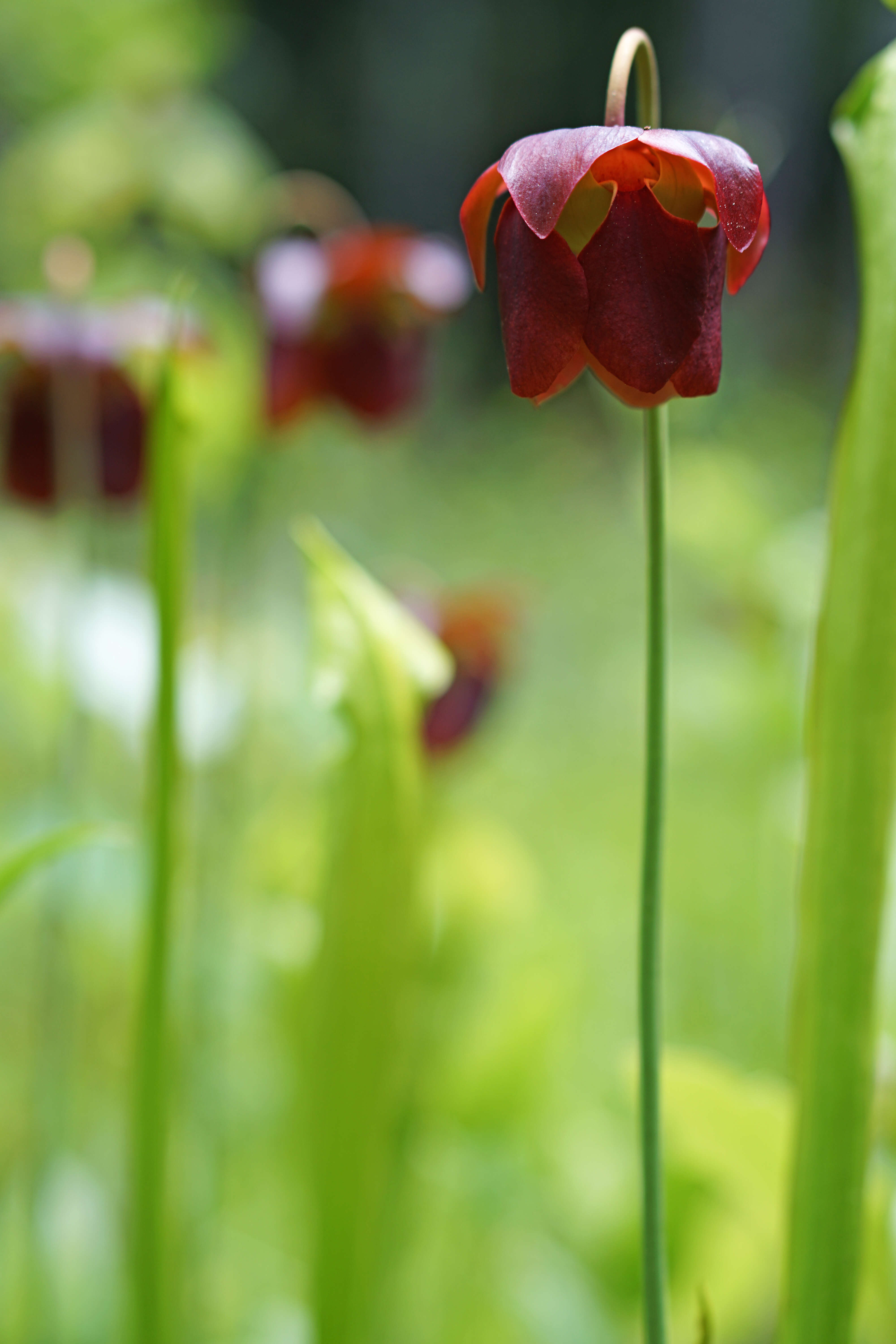 Image of Mountain Sweet Pitcherplant