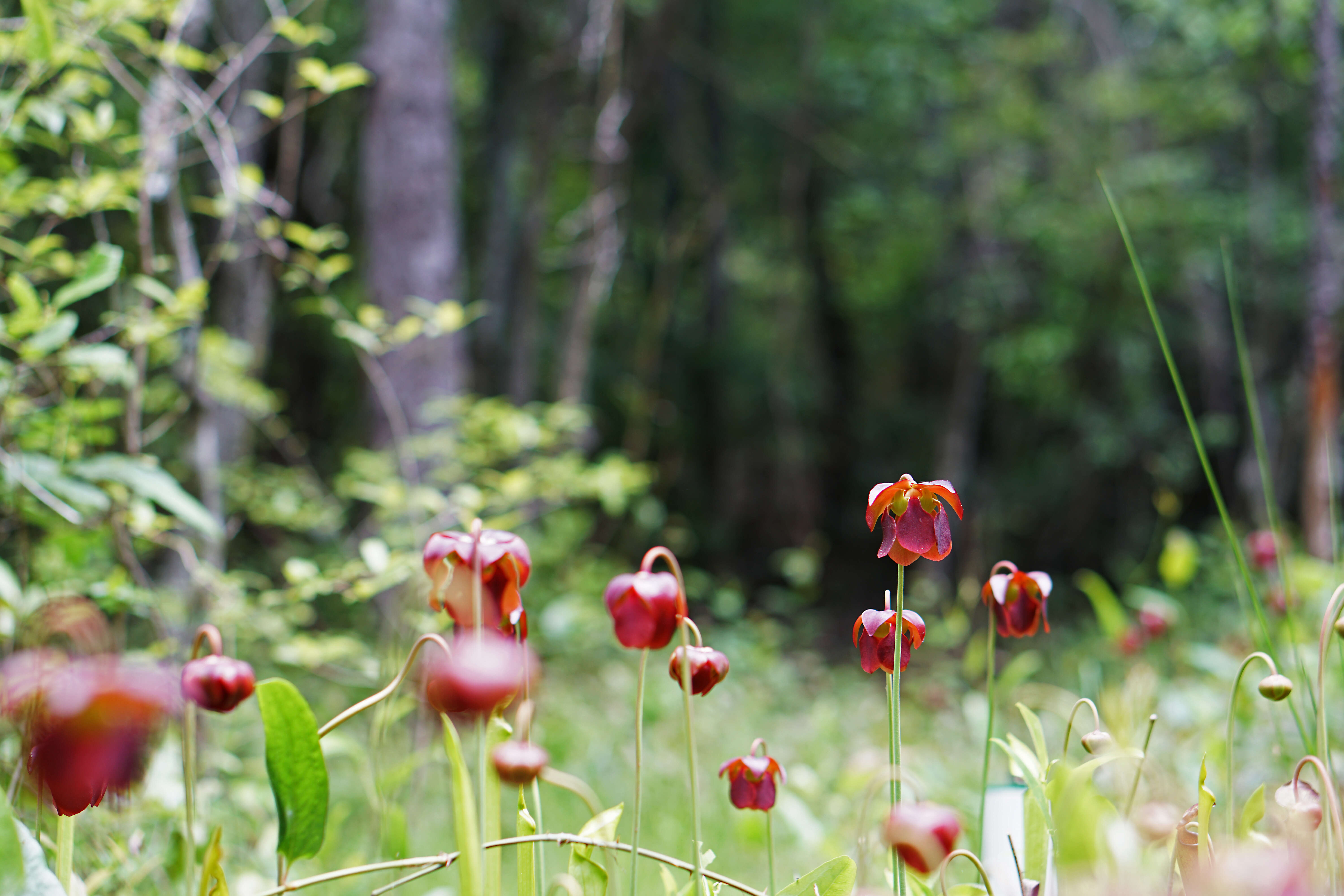 Image of Mountain Sweet Pitcherplant