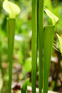 Image of Mountain Sweet Pitcherplant