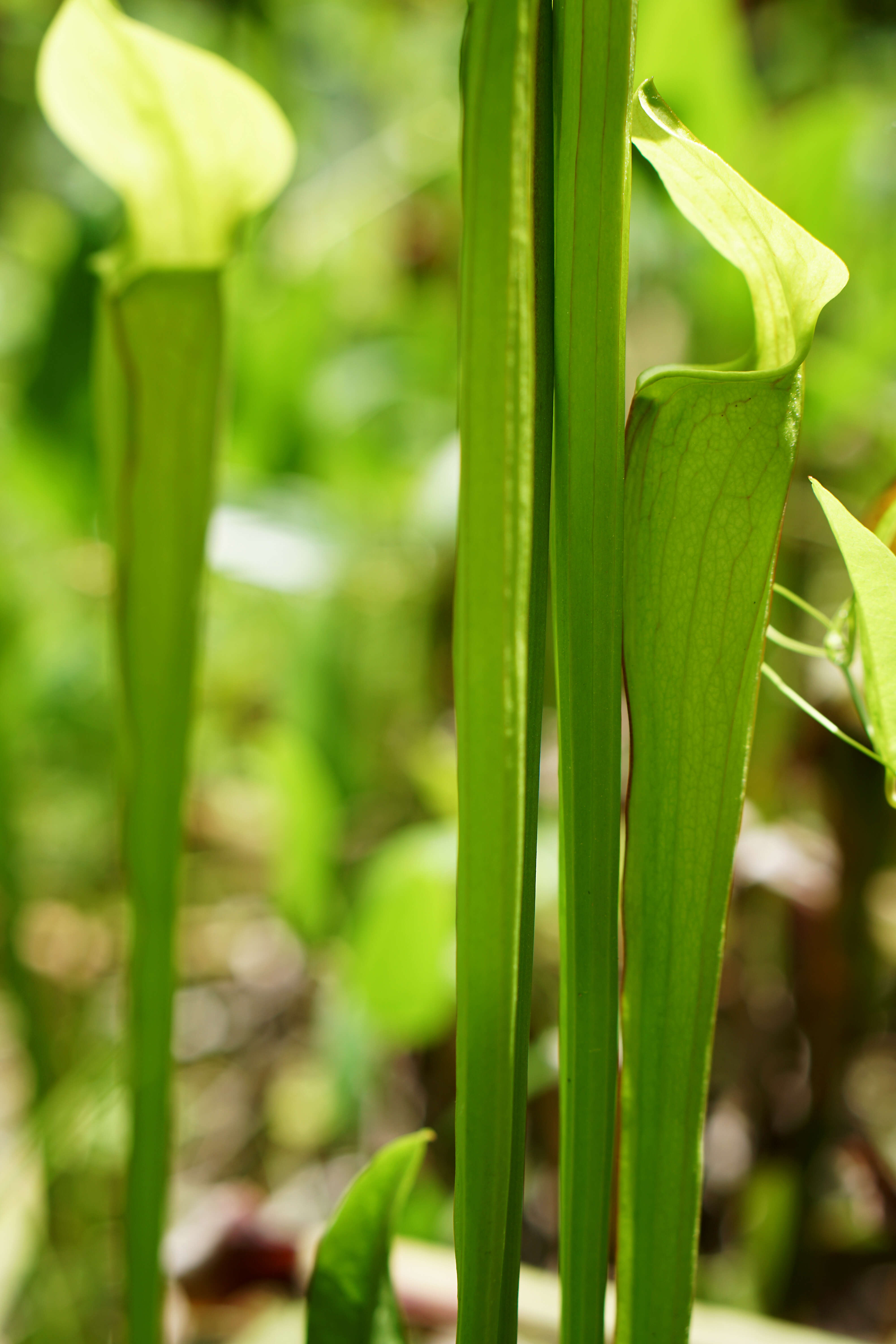 Image of Mountain Sweet Pitcherplant