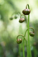 Image of Mountain Sweet Pitcherplant