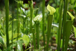 Image of Mountain Sweet Pitcherplant