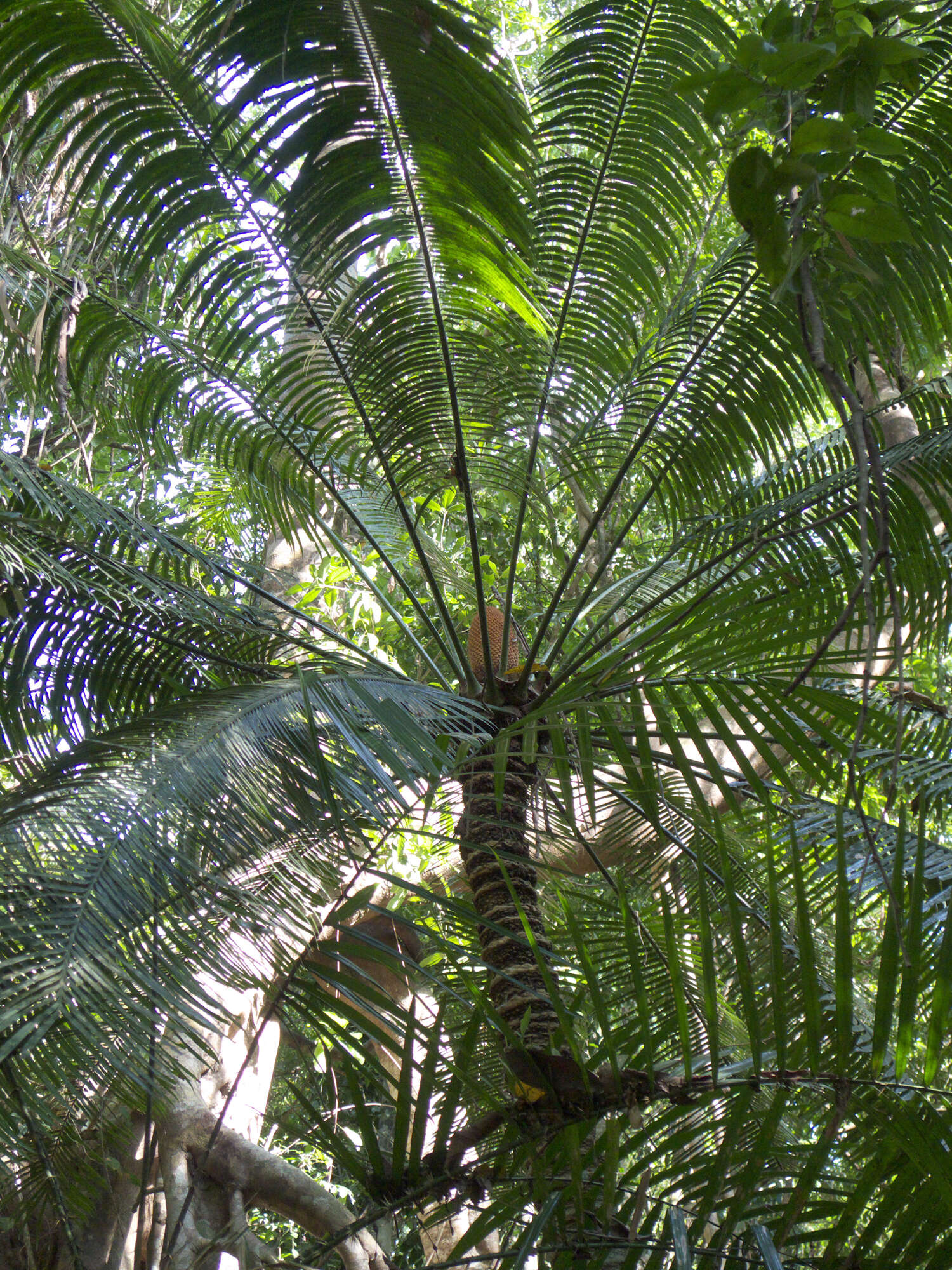 Image of Cycas inermis Lour.