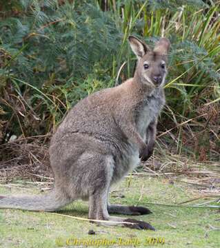 Image of Macropus rufogriseus rufogriseus (Desmarest 1817)