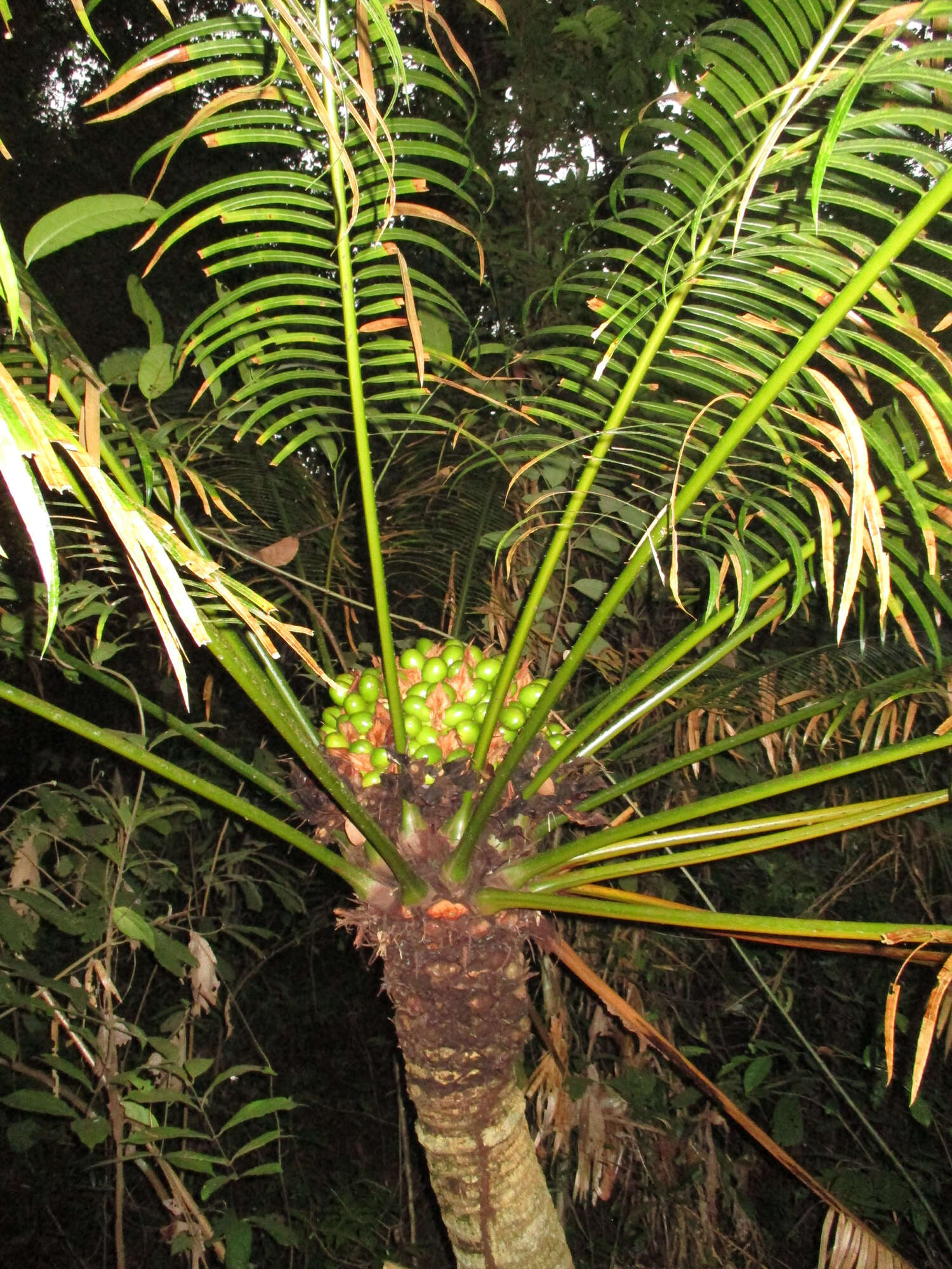 Image of Cycas inermis Lour.