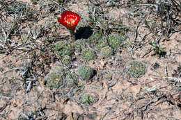 Image of Echinopsis arachnacantha (Buining & F. Ritter) H. Friedrich