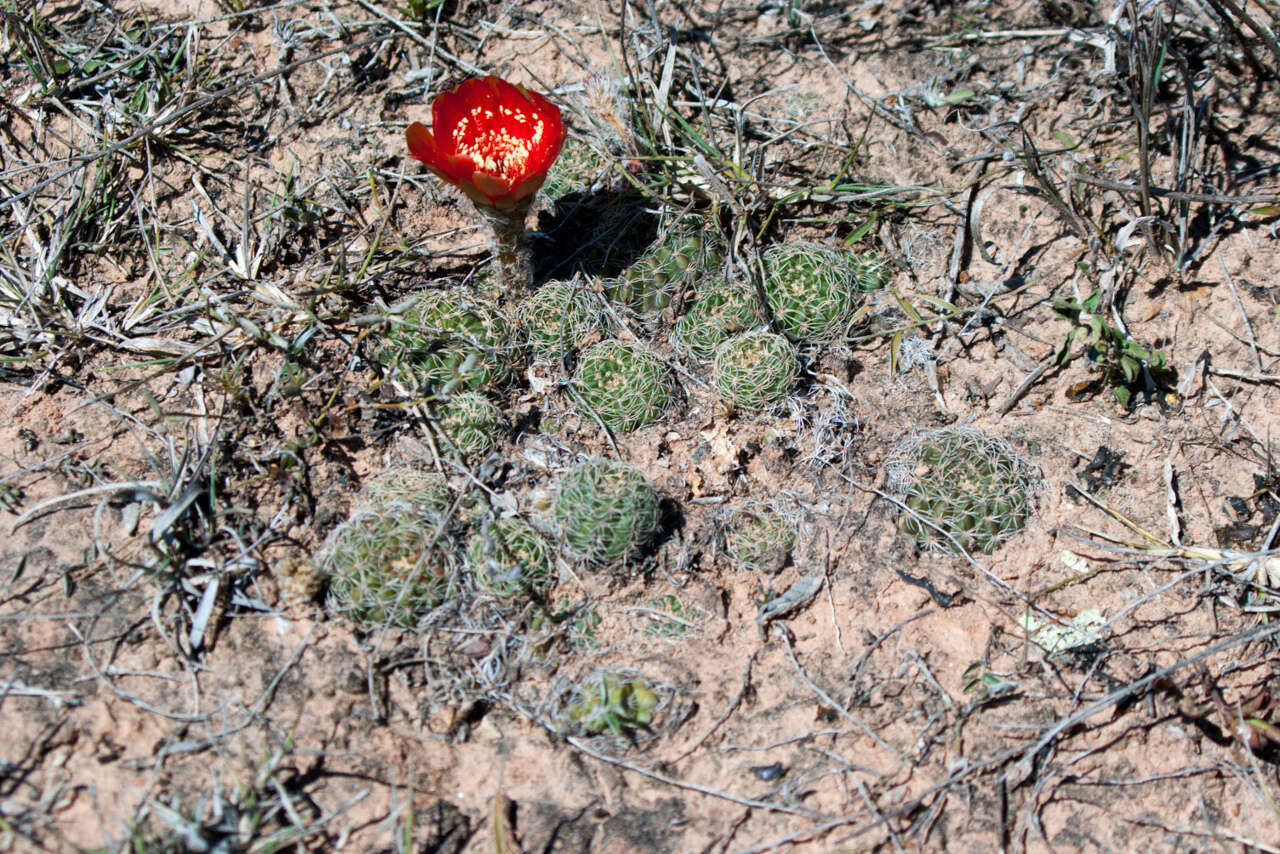 Image of Echinopsis arachnacantha (Buining & F. Ritter) H. Friedrich