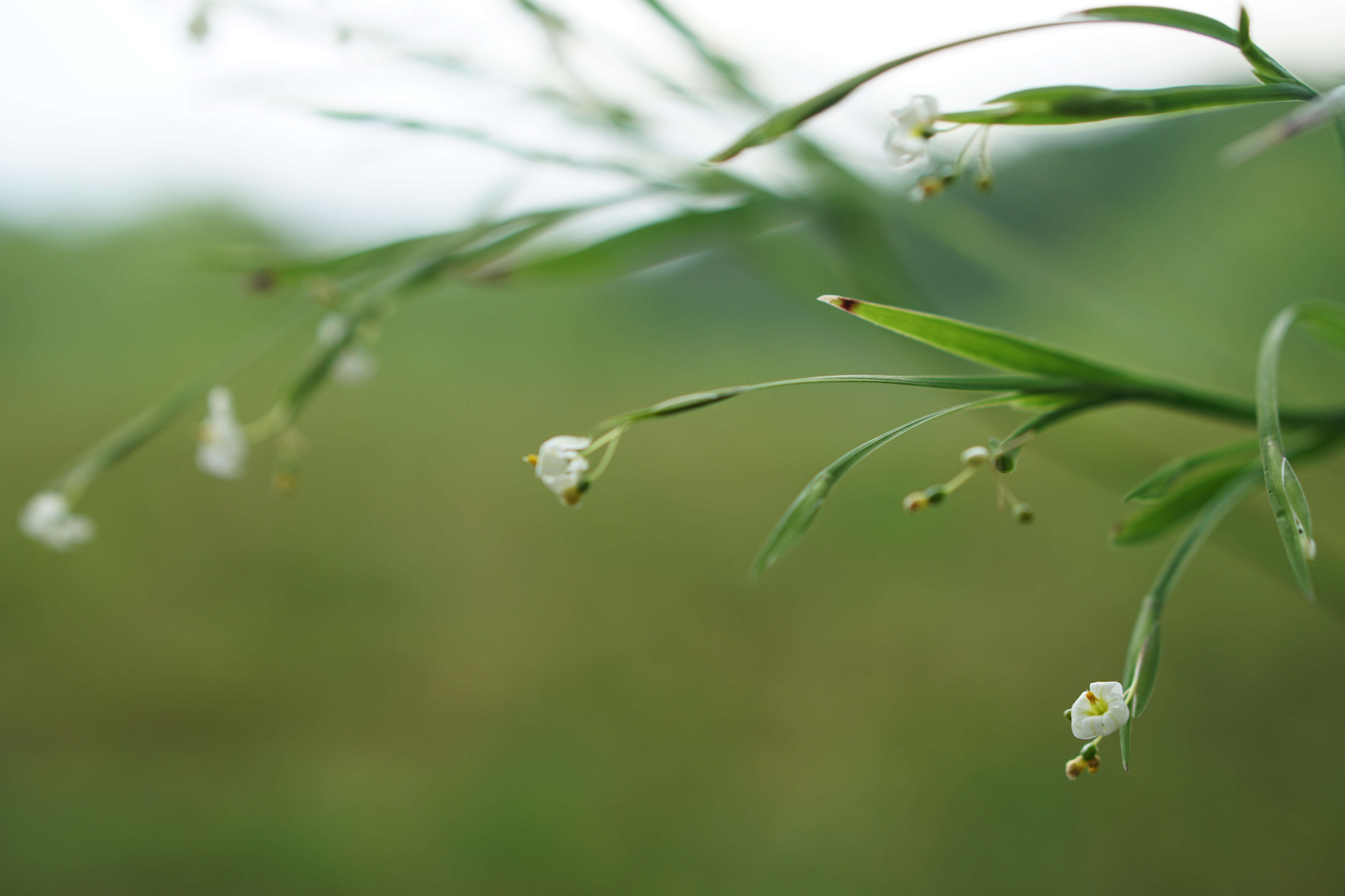 صورة Sisyrinchium dichotomum E. P. Bicknell