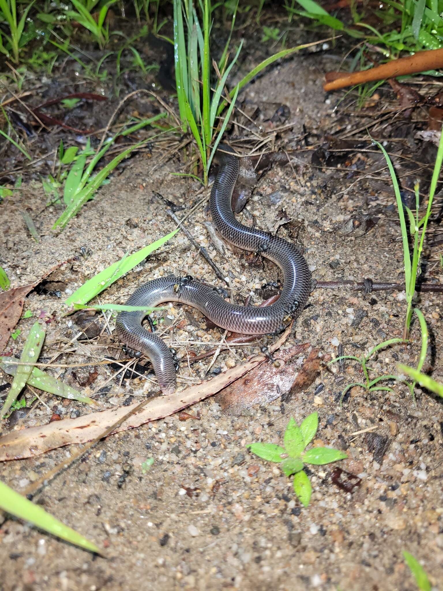 Image of Blackish Blind Snake