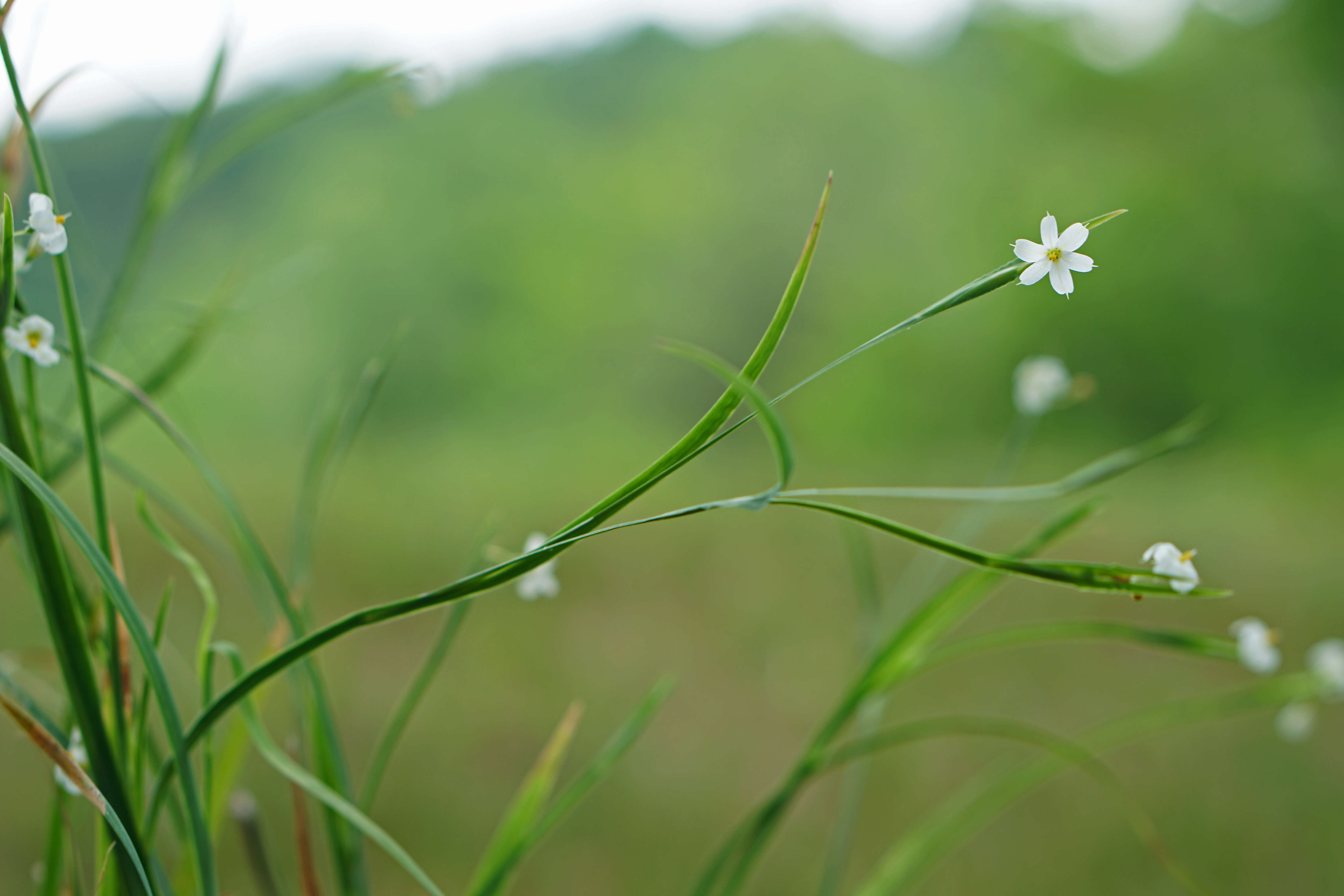 صورة Sisyrinchium dichotomum E. P. Bicknell