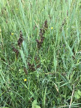 Image of Juncus anceps La Harpe