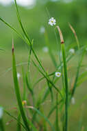 Sisyrinchium dichotomum E. P. Bicknell的圖片