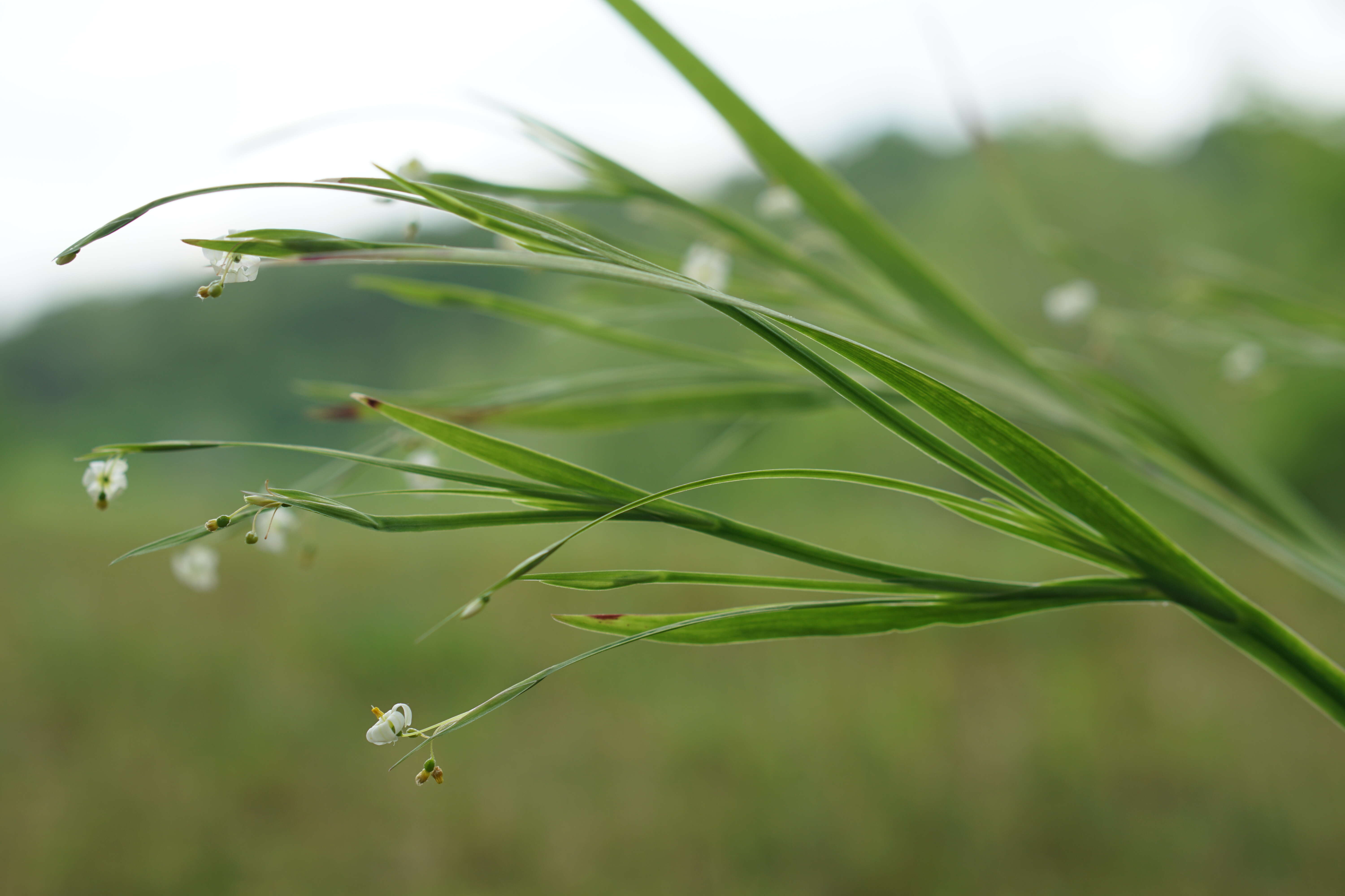 صورة Sisyrinchium dichotomum E. P. Bicknell