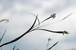 Sisyrinchium dichotomum E. P. Bicknell的圖片