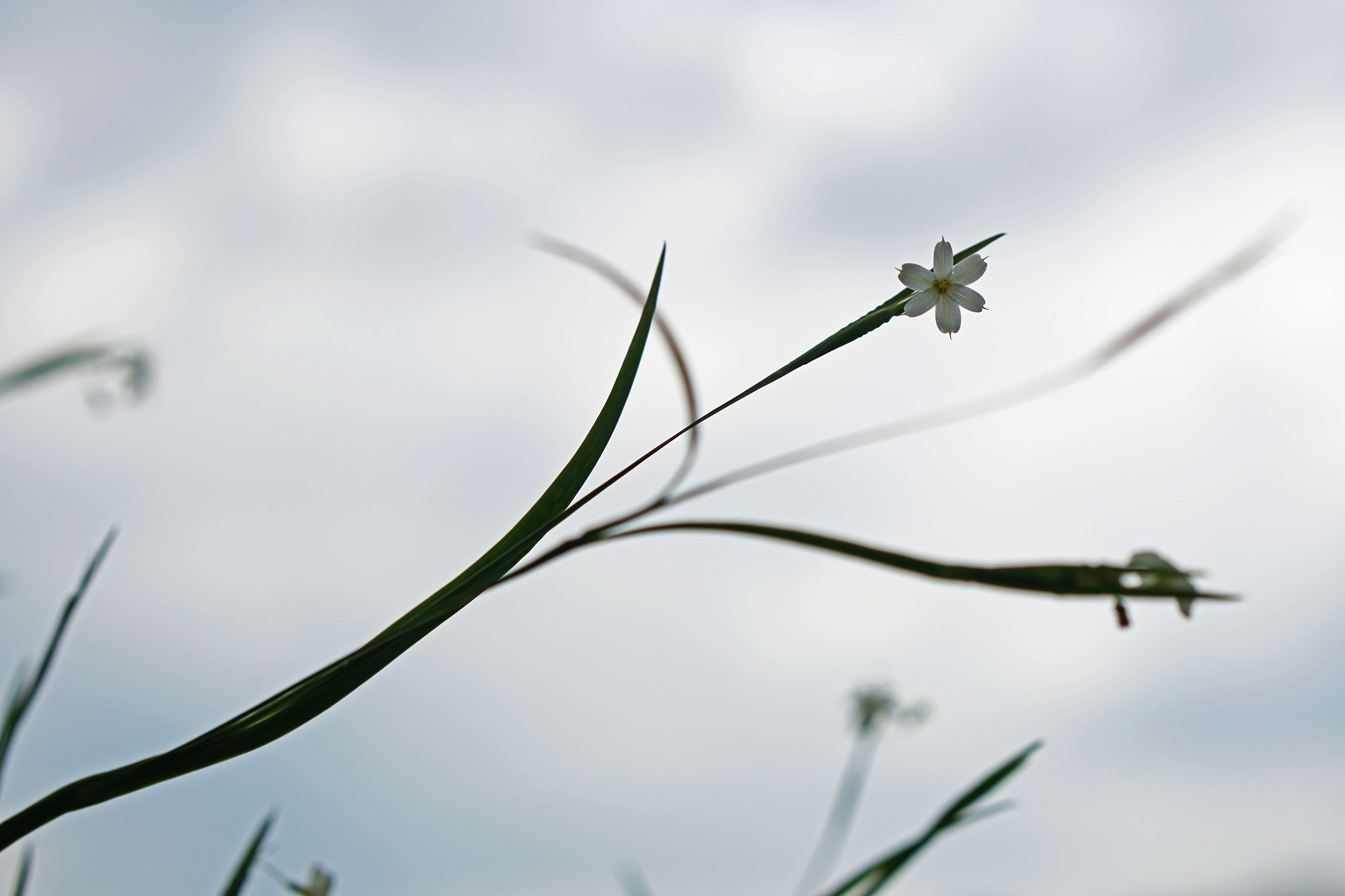 صورة Sisyrinchium dichotomum E. P. Bicknell