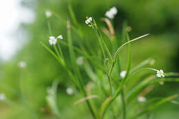 Image of white irisette