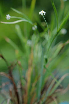 Image of white irisette