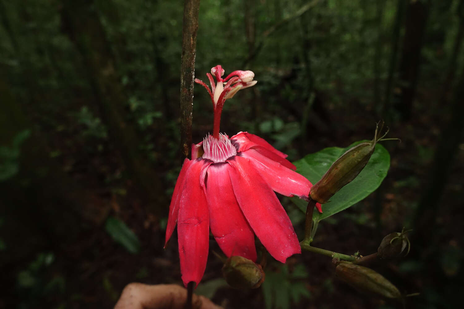 Image of Passiflora glandulosa Cav.