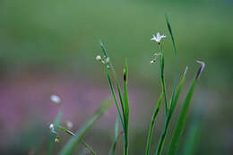 Sisyrinchium dichotomum E. P. Bicknell的圖片