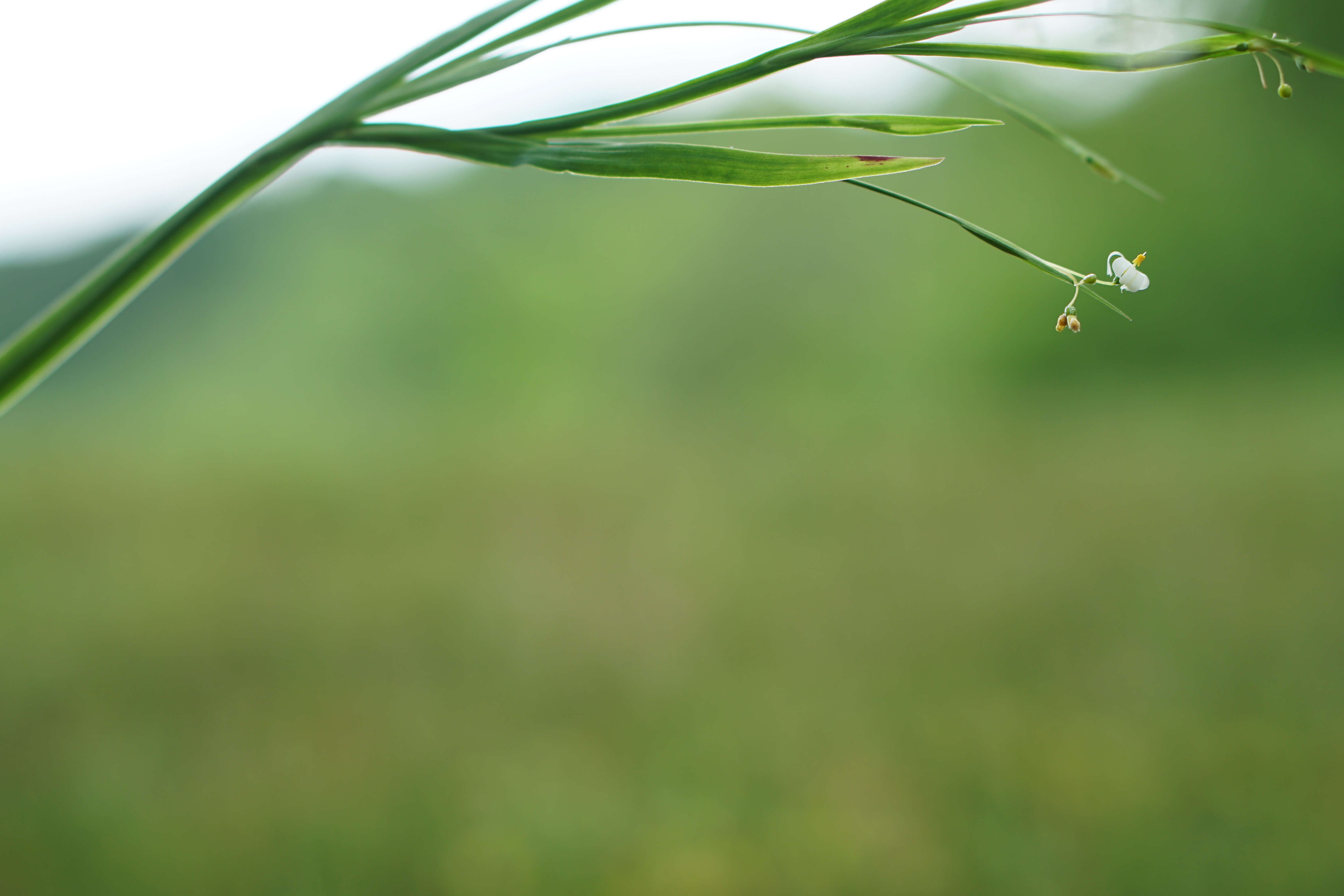 Sisyrinchium dichotomum E. P. Bicknell的圖片