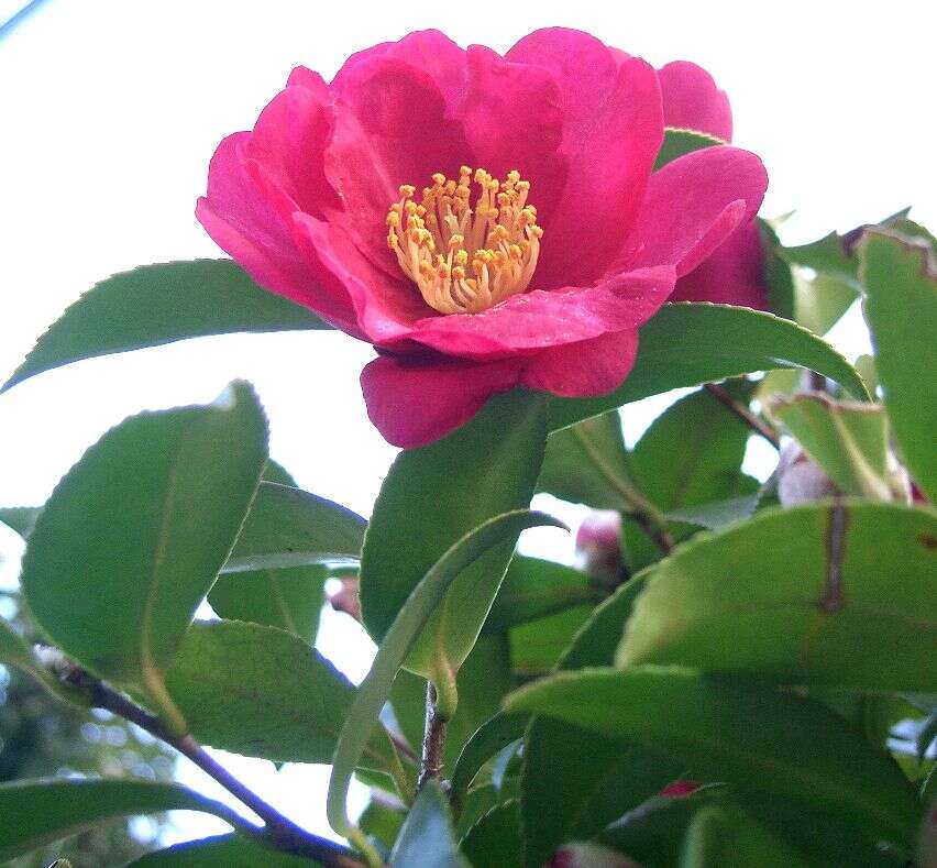 Image of Camellia sasanqua