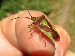 Image of Acanthosoma haemorrhoidale