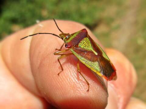 Acanthosoma haemorrhoidale resmi