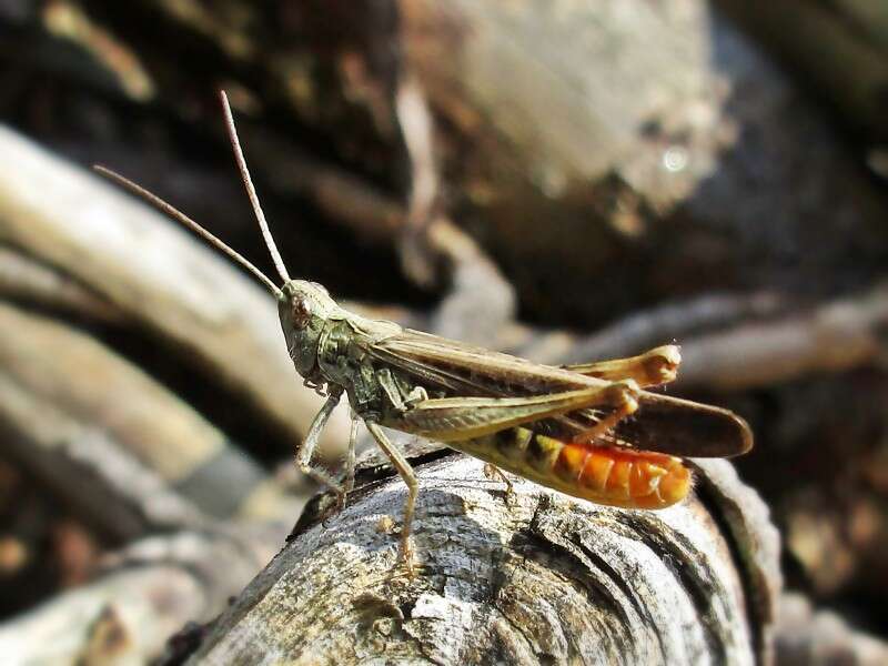 Image of Common Field Grasshopper